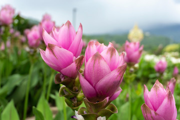 Obraz na płótnie Canvas Krachai flower (Siam tulip)