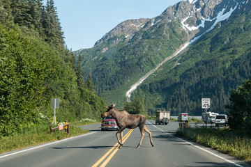 Wild moose in Kenai Fjords National Park (Alaska)