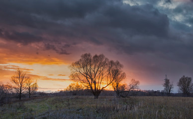 Autumn tree at sunset