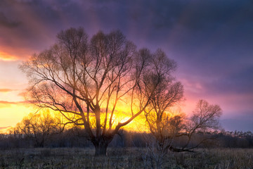 Fototapeta na wymiar Autumn tree at sunset