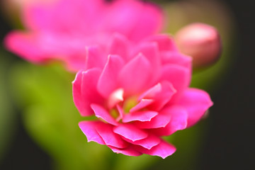 Obraz na płótnie Canvas tiny calandiva flower closeup