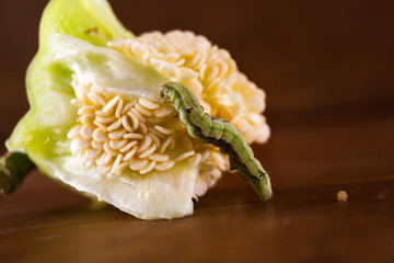 Caterpillar crawls on a piece of pepper. Pest. Wooden background.