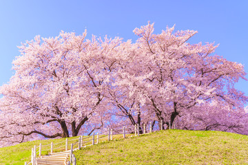 日本の春 さきたま古墳公園の桜