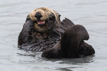 Fototapeta premium A wild sea otter in the waters of Seward, Alaska near Kenai Fjords National Park in the Kenai Peninsula.