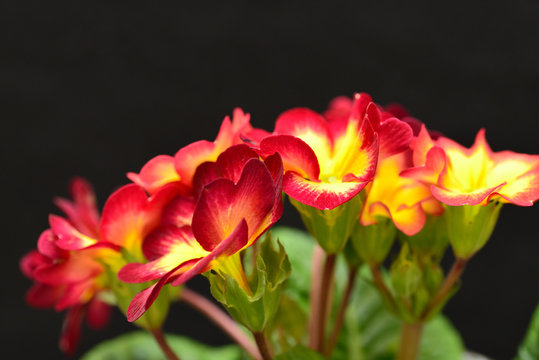 red and yellow polyanthus flower 