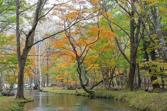 Nikko trekking route in autumn, Japan © anujakjaimook