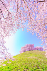 日本の春 さきたま古墳公園の桜 © AKI