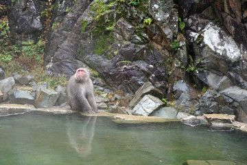 Red face wild monkey at Jigokudani Monkey Park in Yamanouchi, Nagano Japan