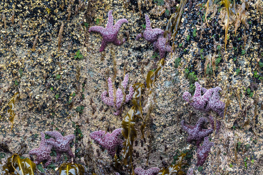 Wild sea stars cling to the side of a cliff on an island in Kenai Fjords National Park in Alaska.