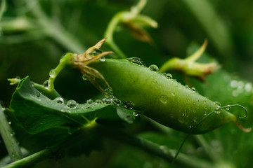 Dew drops on peas