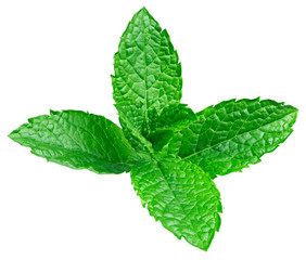 mint leaves isolated