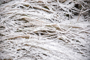 closeup of frosty grass