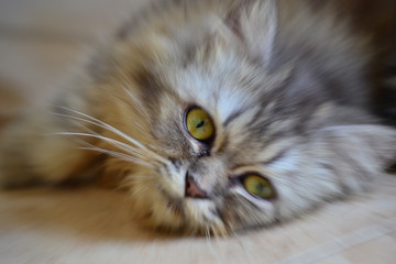 Cat was lazy in a floor