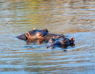 Hippopotamus