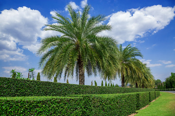 Fototapeta na wymiar Palm trees in the park.