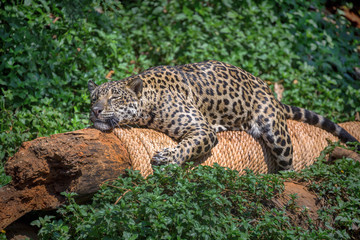 Jaguar sunbathe in the atmosphere of the wild.
