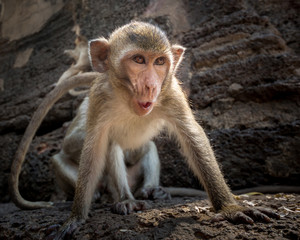 Monkey in nature.