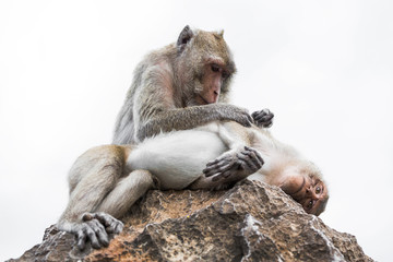 Family of monkeys in nature.