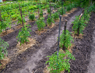 Fototapeta na wymiar Rows of young tomato bushes with hay mulch