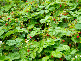 Large plantation of wild strawberries in the garden