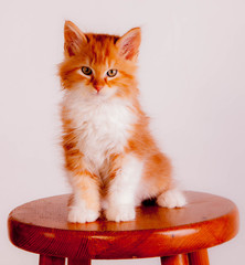chaton roux assis