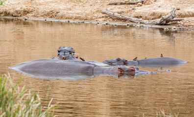 Hippopotamus