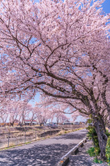 日本の春 埼玉県行田市 見沼公園の桜