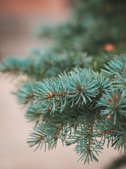 Coniferous spruce branches without snow, photographed close