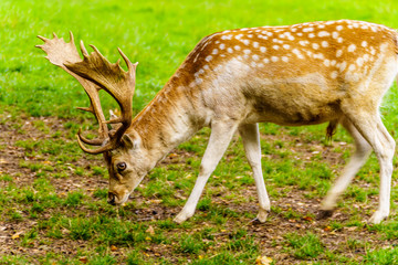 Naklejka na ściany i meble Fallow Deer with Antlers in a green Meadow in the gardens around the Castle De Haar in the Provence of Utrecht, Holland