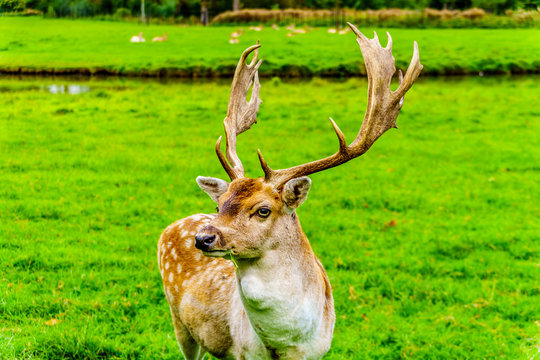 Fototapeta Fallow Deer with Antlers in a green Meadow in the gardens around the Castle De Haar in the Provence of Utrecht, Holland    