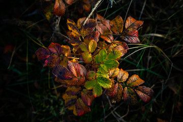Hundsrose im Herbst