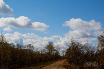 Blue sky with white clouds above black trees