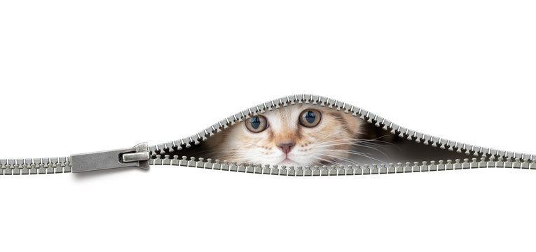cat in open zipper hole isolated