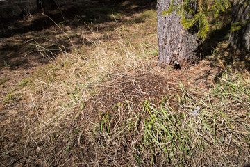 Ant hill in a pine forest in early spring