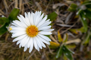 Fototapeta premium A white alpine daisy at the top of a hill in New Zealand