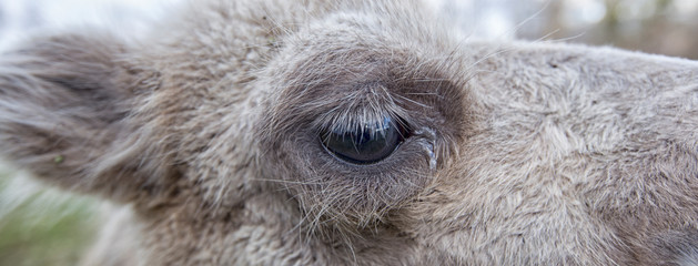 Obraz premium Portrait of a camel