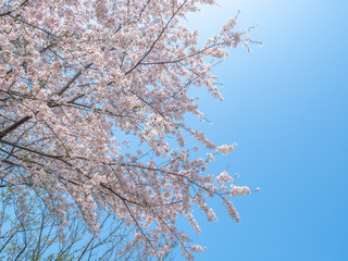 桜の花