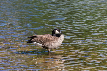 Canadian goose in water