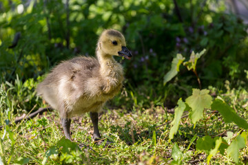 Young canadian goose  pn the field