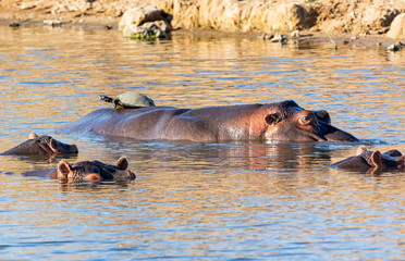 Fototapeta premium Hippopotamus