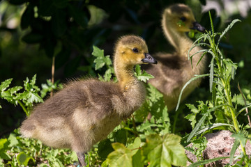 Young canadian goose  pn the field