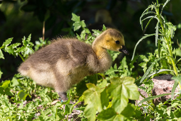 Young canadian goose  pn the field