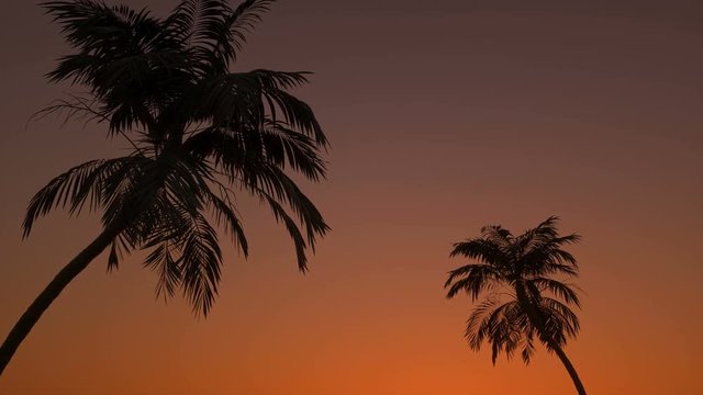 Silhouette of palm trees against sunset. Beautiful view. Time lapse.