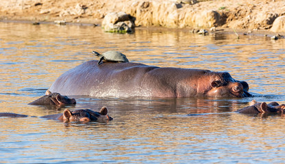 Fototapeta premium Hippopotamus
