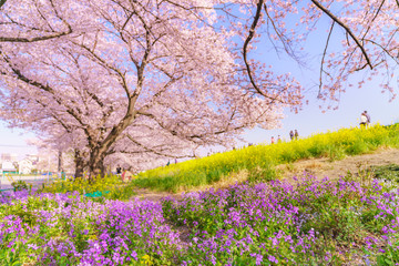日本の春 埼玉県 熊谷桜堤の桜並木と菜の花