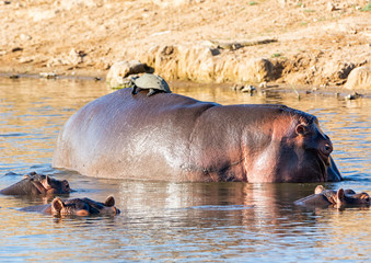 Hippopotamus