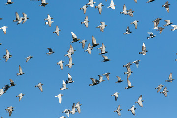 flock of speed racing pigeon flying against clear blue sky