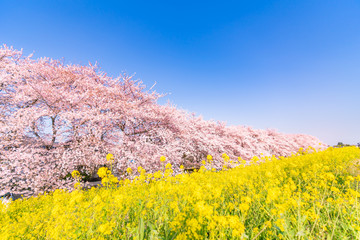 日本の春 埼玉県 熊谷桜堤の桜並木と菜の花