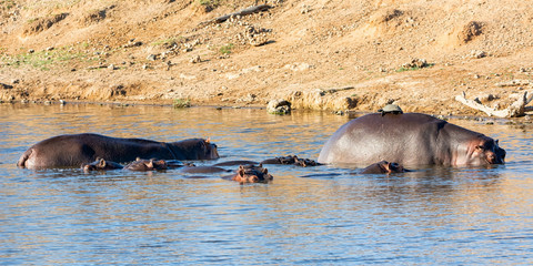 Fototapeta premium Hippopotamus