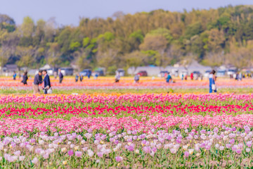 日本の春 千葉県 佐倉のチューリップ畑